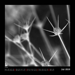 Kalender BlackAndWhite 2019 - Juli (c)decoDesign-peters