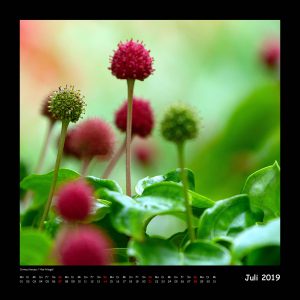 Kalender Auf Streifzug 2019 - Juli (c)decoDesign-peters